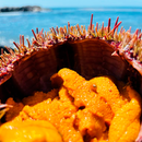 Erizos de mar