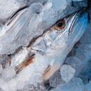filetes de merluza congelados